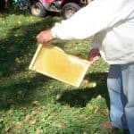 One frame full of honey. One frame full of honey.