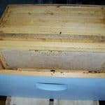 Bee box with frames full of honey Bee box with frames full of honey