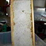 Cells full of honey with the wax cap intact Cells full of honey with the wax cap intact