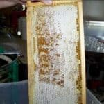 Cells full of honey with the wax cap intact Cells full of honey with the wax cap intact