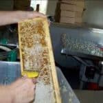 Scraping the wax cap so the honey can run out Scraping the wax cap so the honey can run out