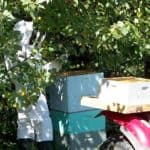 Opening the bee box. Opening the bee box.