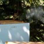 Smoking the box to calm the bees. Smoking the box to calm the bees.