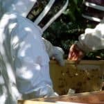 The bees are still on the frame. The bees are still on the frame.