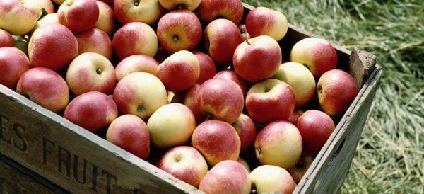 LaCrescent Apple Orchard